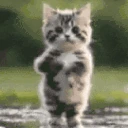 KittyTime emote