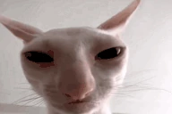 UglyWhiteCatStaring emote