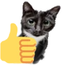 OKAYcat emote