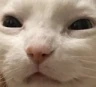 CE_Squint2 emote