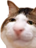 kiisu_sniff emote