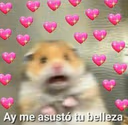 hamster_blush emote