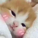 tucc static emote