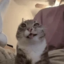 freak emote