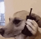 ALO emote