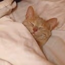 sleep_cat emote