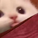 bledge emote