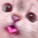 BLEP emote