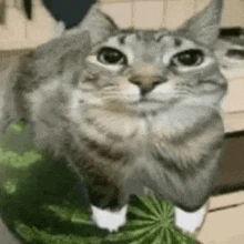 WaterMelon_Cat emote