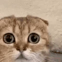 monkaCat emote