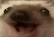 bestaHappy static emote