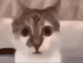 QUE emote