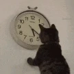 cattimebored emote