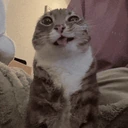 RigbyPiss emote
