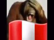 peru emote