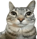 zazu emote