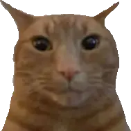 staring_ginger_cat emote