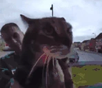 maow emote
