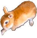 BunDig emote