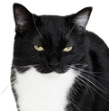maxwellsquint emote