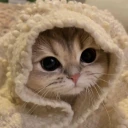 comfyKitty emote