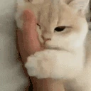 catTired emote