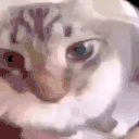 dd emote