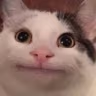 Beluga emote