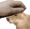 PETTHECAPYBARA emote