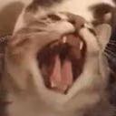 CE_Rage emote