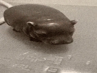 Silly_Hippo emote