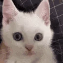 Angy emote