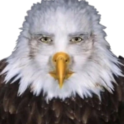 cursed_eagle_stare emote