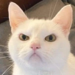 angry_cat emote