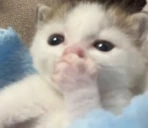 gasp emoji