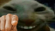 xddyou emote