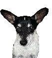 Fokkie emote