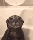 shower emote