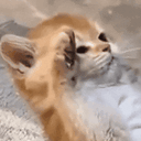 SALUTE animated emote