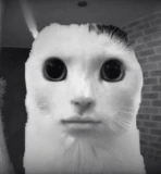 hhh emote