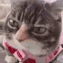 Alright emote