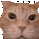 CatMock emote