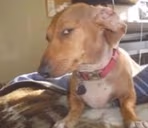 susDog emote