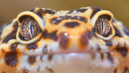 LeopardGeckoFace2 emote