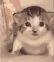 CatEmotes emote