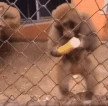 monkeycrazy emote