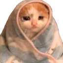 catinblanket emote
