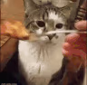 CE_CatPuking emote