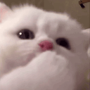 ewpMlems animated emote