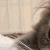 cat1 emote